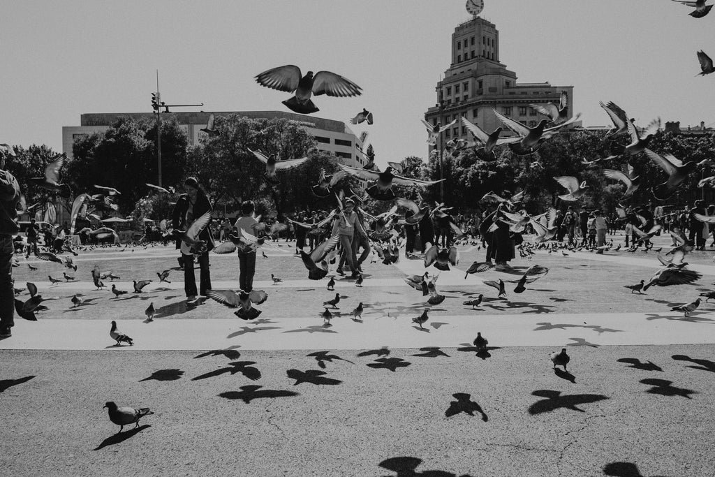 In Flight | Black + White Fine Art Photography Print