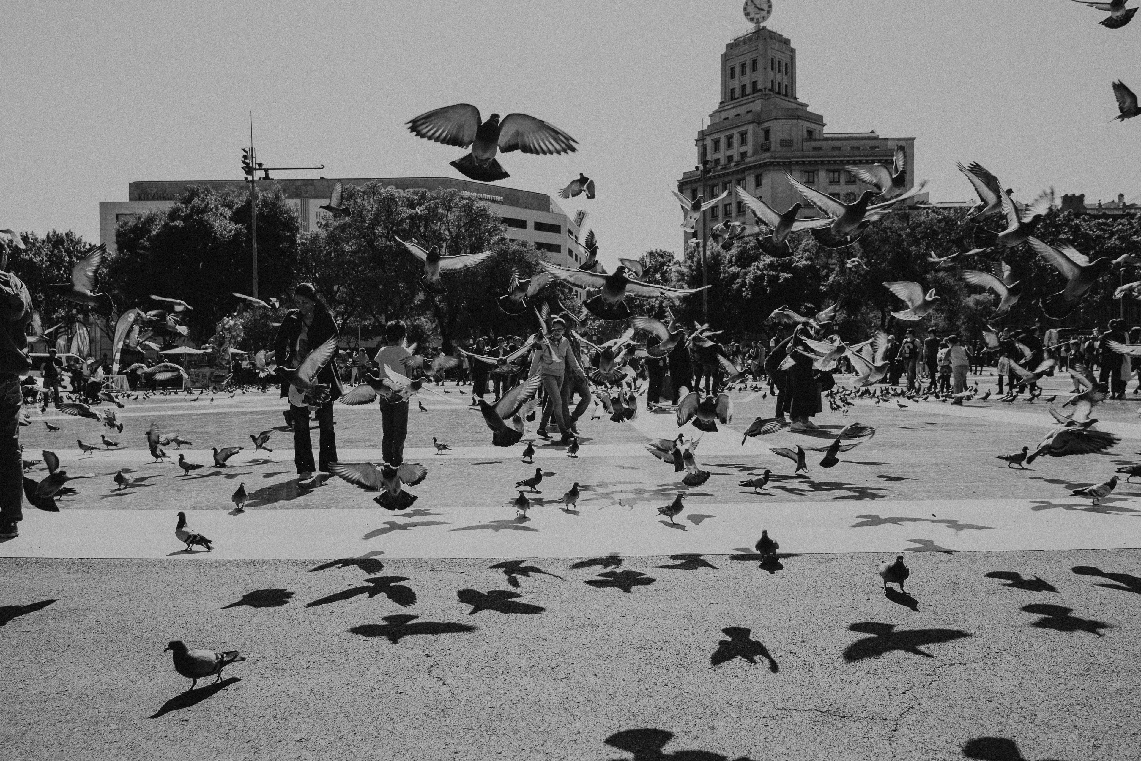In Flight | Black + White Fine Art Photography Print