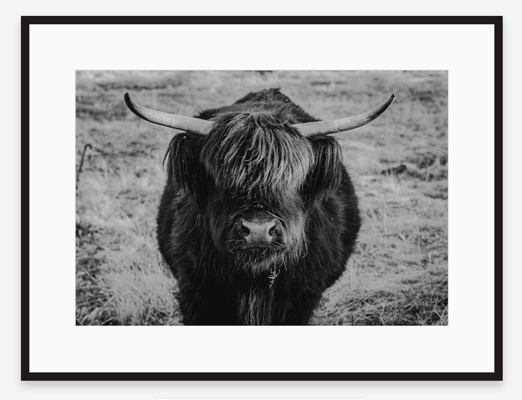 Eye Contact | Black + White Ox Fine Art Photography Print