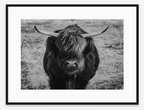 Eye Contact | Black + White Ox Fine Art Photography Print