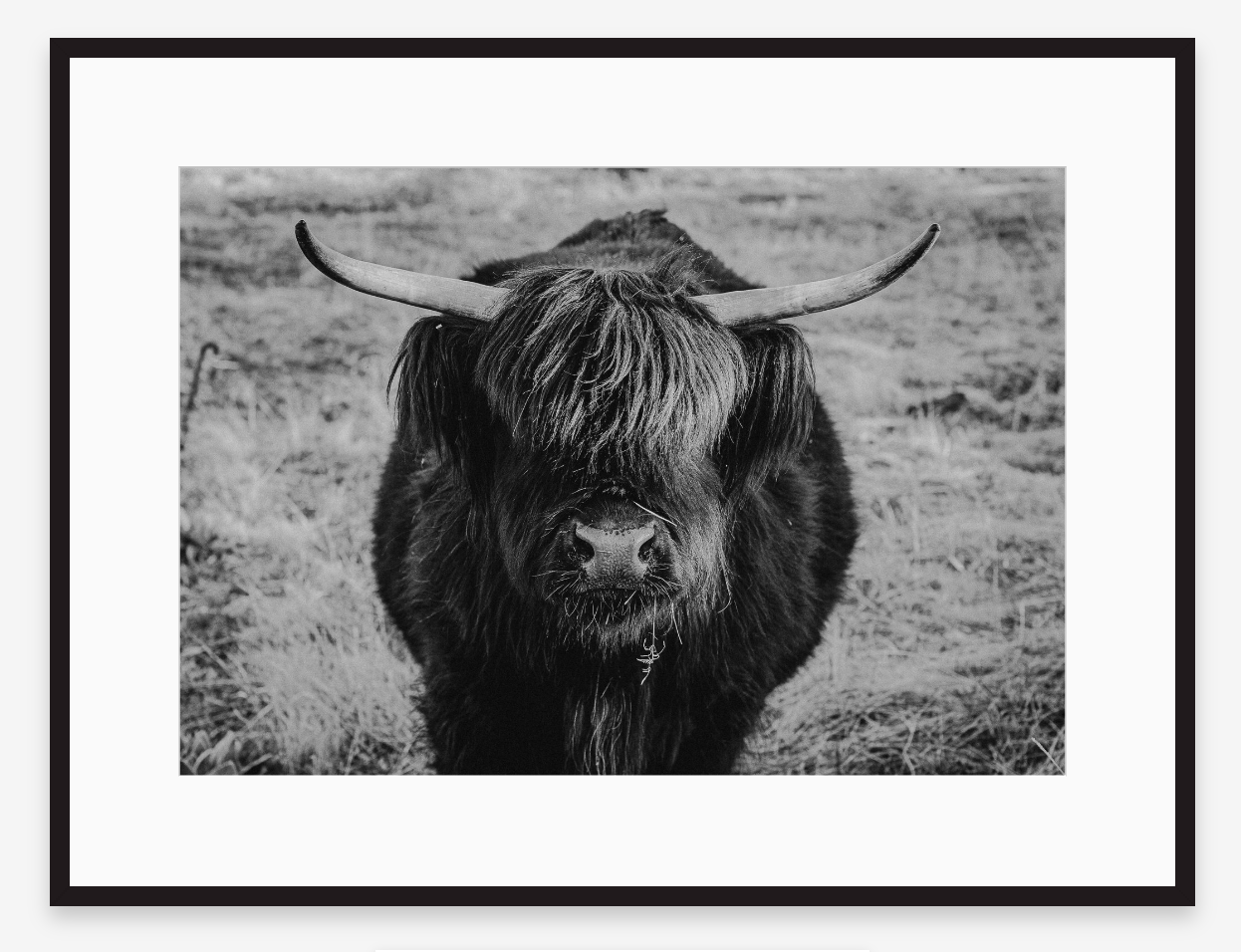 Eye Contact | Black + White Ox Fine Art Photography Print
