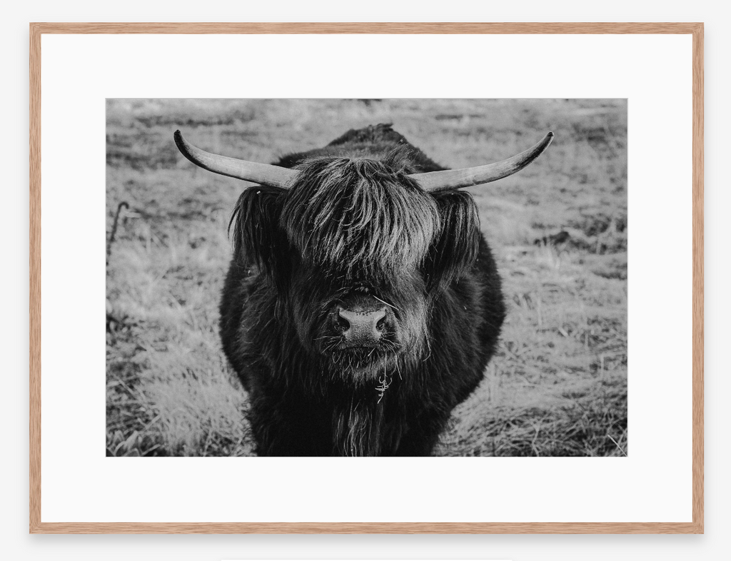 Eye Contact | Black + White Ox Fine Art Photography Print