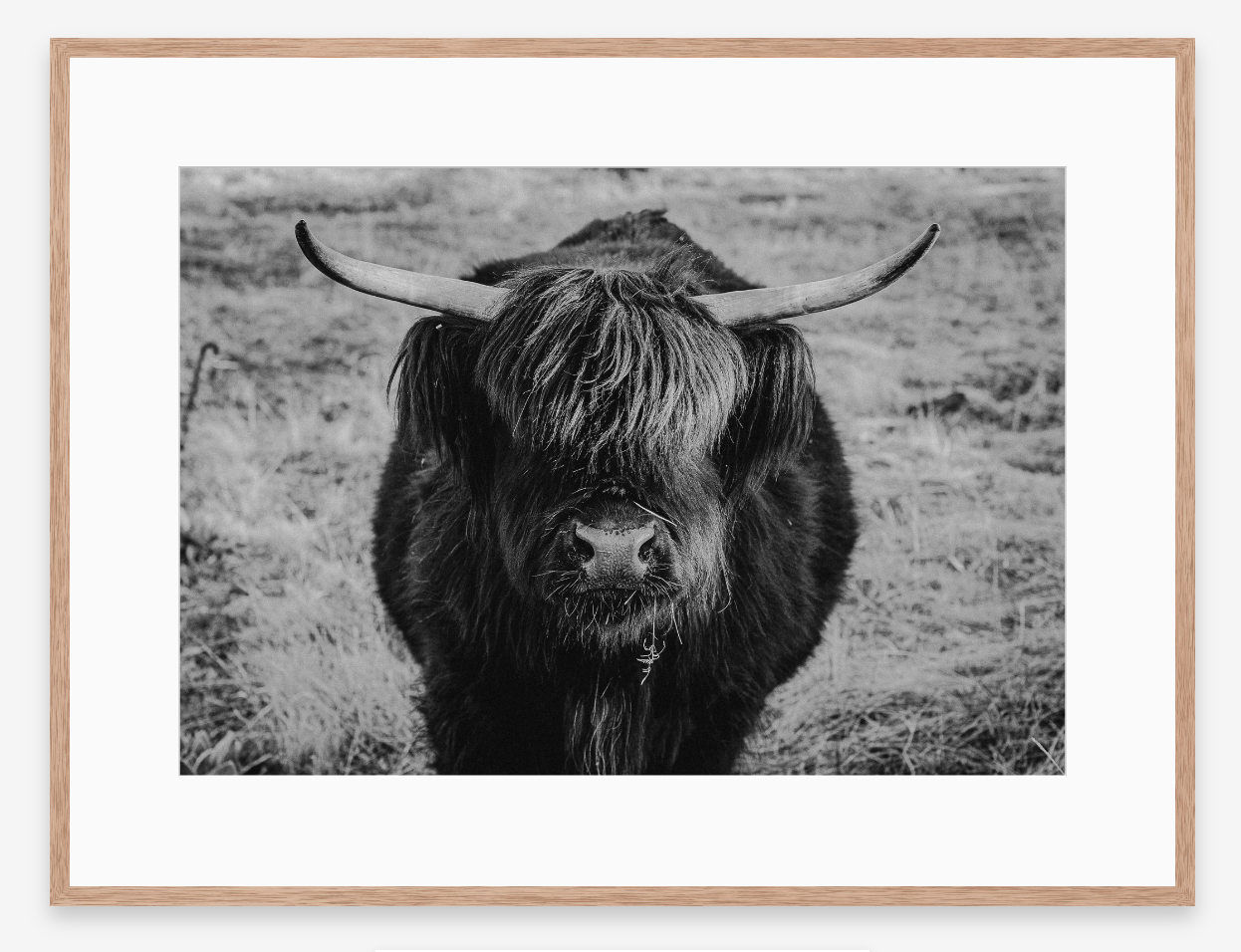 Eye Contact | Black + White Ox Fine Art Photography Print