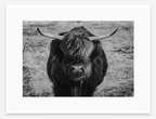 Eye Contact | Black + White Ox Fine Art Photography Print