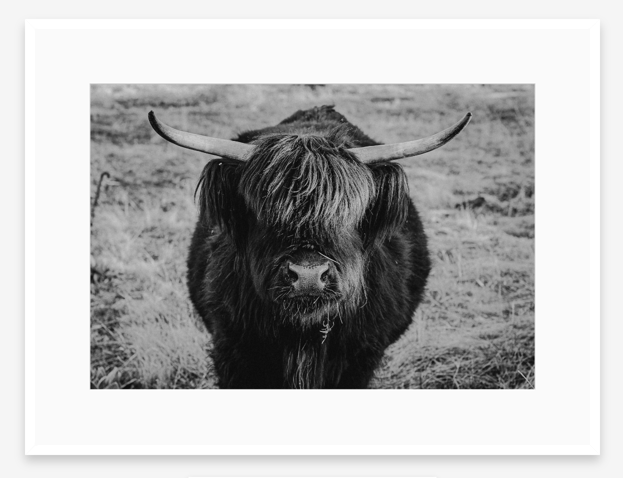 Eye Contact | Black + White Ox Fine Art Photography Print