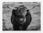 Eye Contact | Black + White Ox Fine Art Photography Print